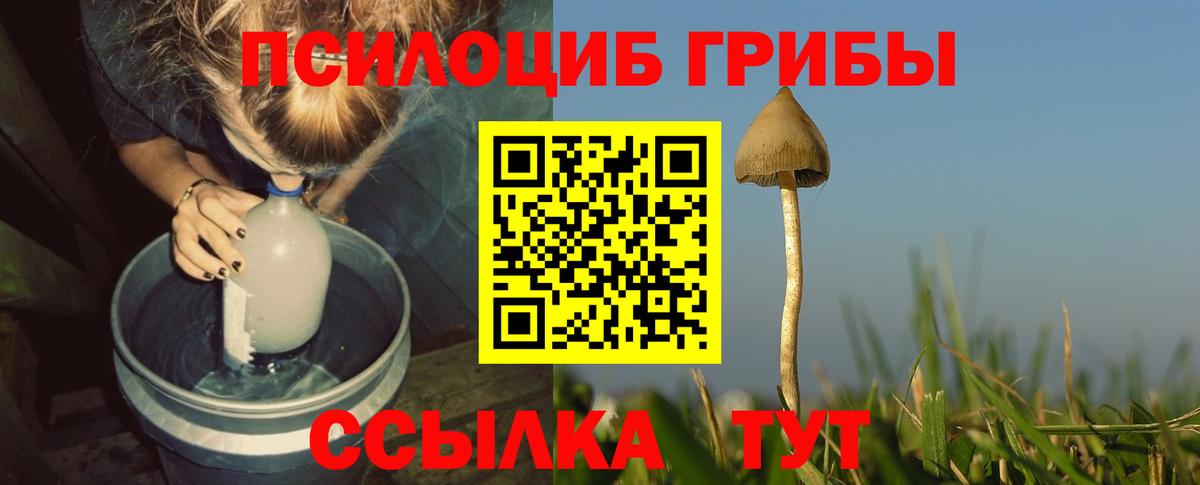 Псилоцибиновые грибы Psilocybine cubensis Кулебаки